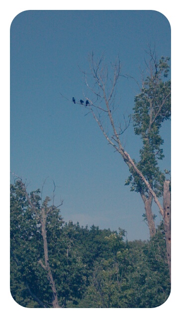 p20120621-234418.jpg image