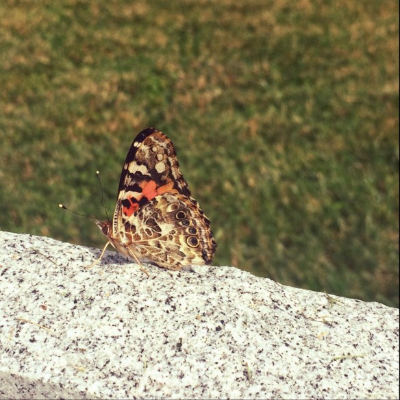 A butterfly for Ali!